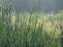 Strandroggen -Günstiges Erd Seele Geschäft strandroggen m044869 w 6