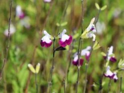 Strauchiger Salbei 'Amethyst Lips' -Günstiges Erd Seele Geschäft strauchiger salbei amethyst lips m123314 w 1