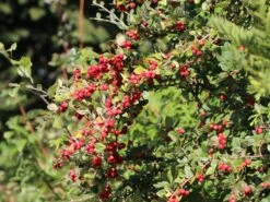 Strauchmispel / Graue Strauchmispel -Günstiges Erd Seele Geschäft strauchmispel graue strauchmispel m001984 w 1