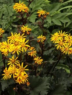 Strauß-Goldkolben 'Othello' -Günstiges Erd Seele Geschäft strauss goldkolben othello m075374 w 0