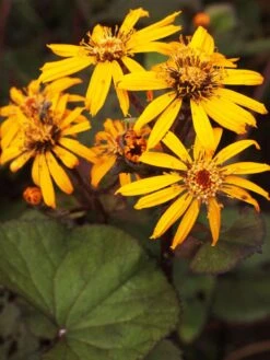 Strauß-Goldkolben 'Othello' -Günstiges Erd Seele Geschäft strauss goldkolben othello m075374 w 1