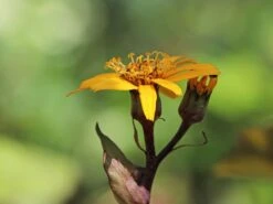 Strauß-Goldkolben 'Othello' -Günstiges Erd Seele Geschäft strauss goldkolben othello m075374 w 10