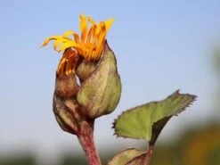 Strauß-Goldkolben 'Othello' -Günstiges Erd Seele Geschäft strauss goldkolben othello m075374 w 2