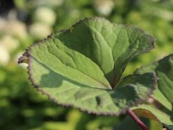 Strauß-Goldkolben 'Othello' -Günstiges Erd Seele Geschäft strauss goldkolben othello m075374 w 3