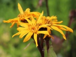 Strauß-Goldkolben 'Othello' -Günstiges Erd Seele Geschäft strauss goldkolben othello m075374 w 4