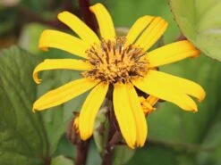 Strauß-Goldkolben 'Othello' -Günstiges Erd Seele Geschäft strauss goldkolben othello m075374 w 5