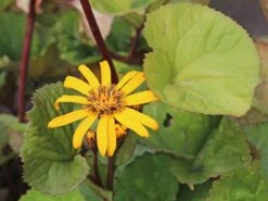 Strauß-Goldkolben 'Othello' -Günstiges Erd Seele Geschäft strauss goldkolben othello m075374 w 6