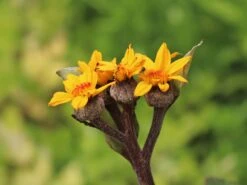 Strauß-Goldkolben 'Othello' -Günstiges Erd Seele Geschäft strauss goldkolben othello m075374 w 7