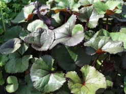 Strauß-Goldkolben 'Othello' -Günstiges Erd Seele Geschäft strauss goldkolben othello m075374 w 8