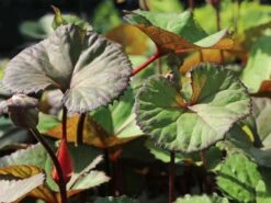 Strauß-Goldkolben 'Othello' -Günstiges Erd Seele Geschäft strauss goldkolben othello m075374 w 9