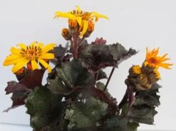 Strauß-Goldkolben 'Pandora' -Günstiges Erd Seele Geschäft strauss goldkolben pandora m117903 w 0