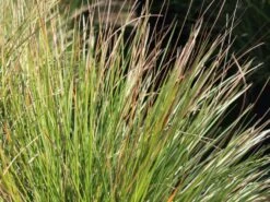 Südliches Reiher-Federgras -Günstiges Erd Seele Geschäft suedliches reiher federgras m076237 w 0