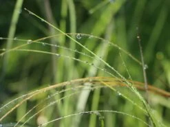 Südliches Reiher-Federgras -Günstiges Erd Seele Geschäft suedliches reiher federgras m076237 w 1