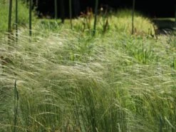 Südliches Reiher-Federgras -Günstiges Erd Seele Geschäft suedliches reiher federgras m076237 w 2