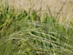 Südliches Reiher-Federgras -Günstiges Erd Seele Geschäft suedliches reiher federgras m076237 w 3