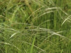 Südliches Reiher-Federgras -Günstiges Erd Seele Geschäft suedliches reiher federgras m076237 w 4