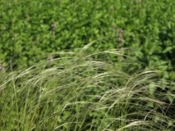 Südliches Reiher-Federgras -Günstiges Erd Seele Geschäft suedliches reiher federgras m076237 w 5