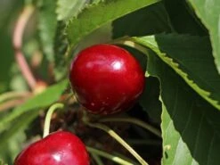 Süßkirsche 'Burlat' -Günstiges Erd Seele Geschäft suesskirsche burlat m006646 w 0