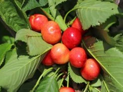 Süßkirsche 'Große Prinzessinkirsche' / 'Napoleon'