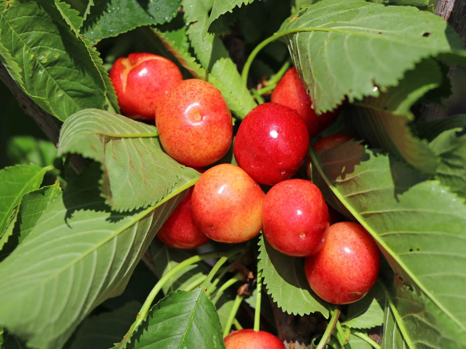 Süßkirsche 'Große Prinzessinkirsche' / 'Napoleon' 3 Süßkirsche 'Große Prinzessinkirsche' / 'Napoleon'