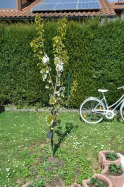 Süßkirsche 'Große Schwarze Knorpelkirsche' -Günstiges Erd Seele Geschäft suesskirsche grosse schwarze knorpelkirsche m000540 193676 0 1