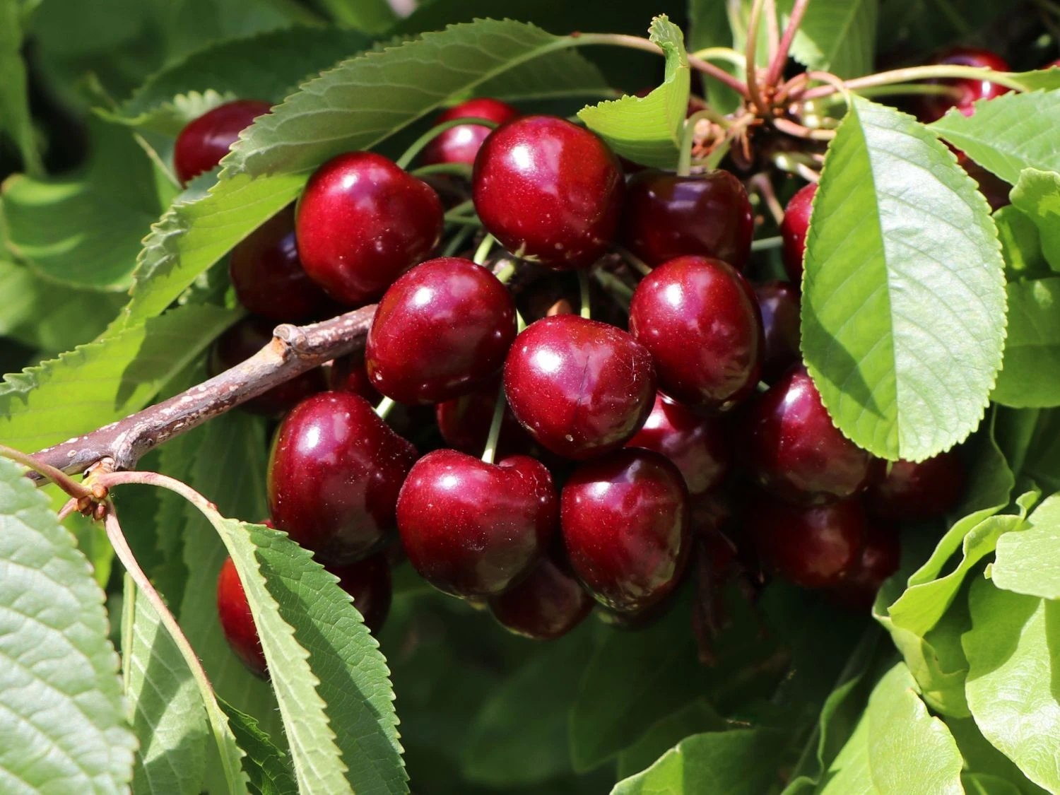 Süßkirsche 'Hedelfinger Riesenkirsche' 3 Süßkirsche 'Hedelfinger Riesenkirsche'