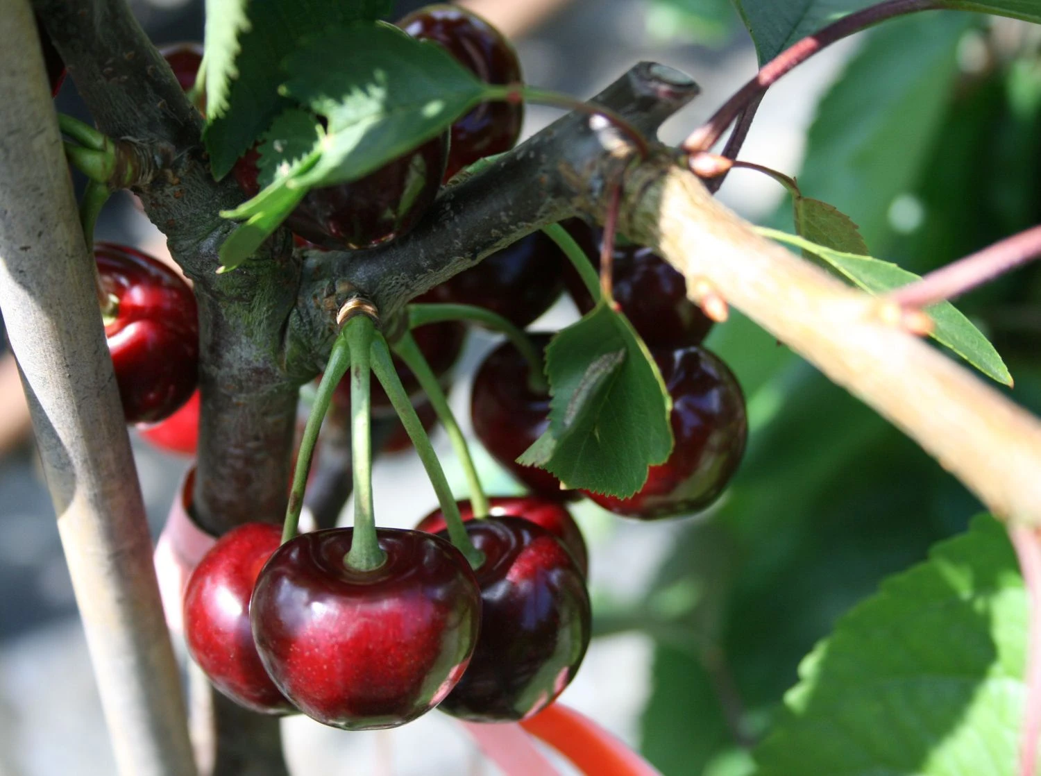 Süßkirsche 'Hedelfinger Riesenkirsche' 4 Süßkirsche 'Hedelfinger Riesenkirsche' – Bild 2
