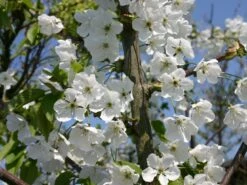 Süßkirsche 'Hedelfinger Riesenkirsche' 9 Süßkirsche 'Hedelfinger Riesenkirsche' -Günstiges Erd Seele Geschäft suesskirsche hedelfinger riesenkirsche m005090 w 1
