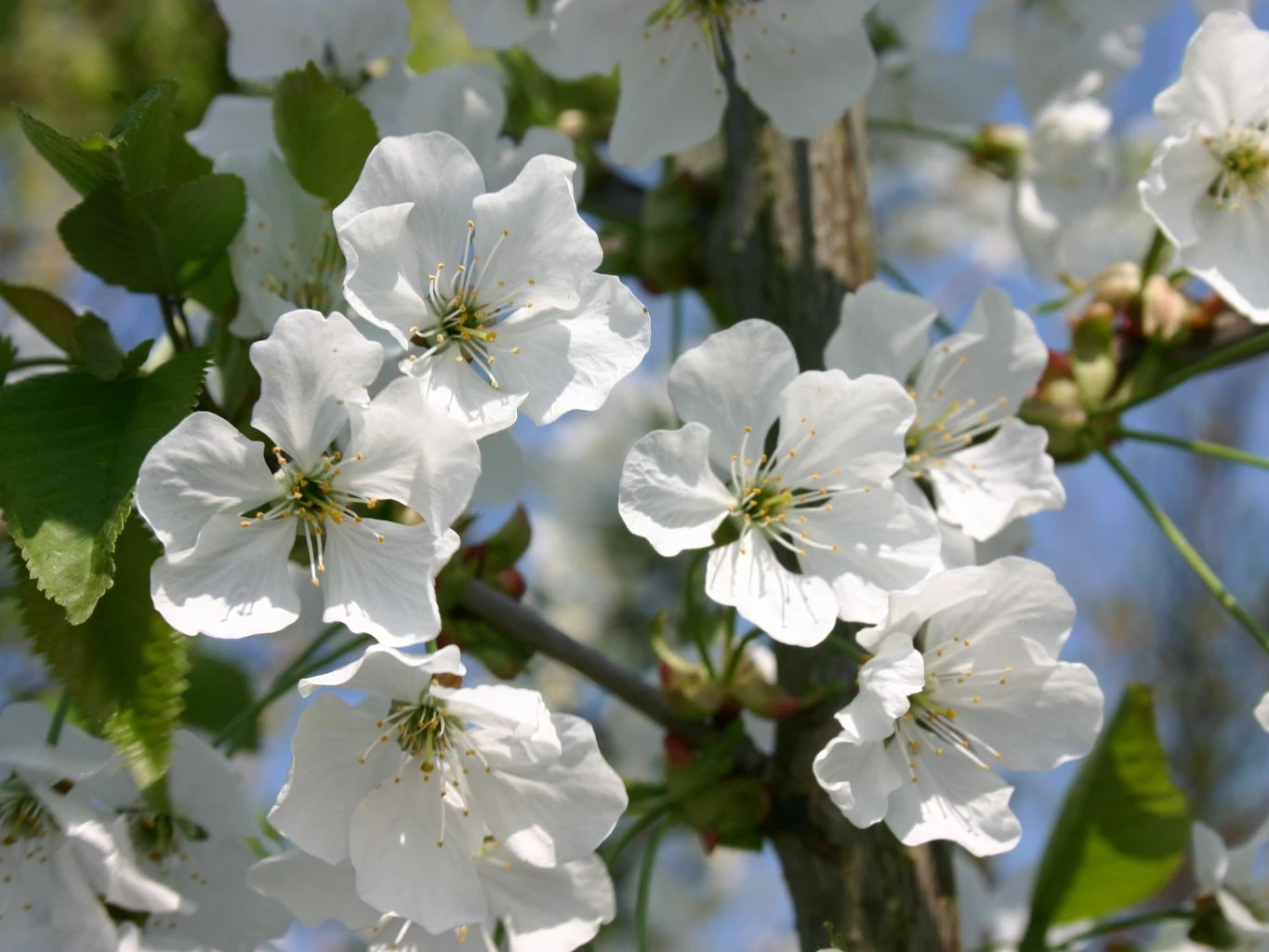 Süßkirsche 'Hedelfinger Riesenkirsche' 6 Süßkirsche 'Hedelfinger Riesenkirsche' – Bild 4