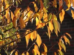 Süßkirsche 'Hedelfinger Riesenkirsche' 11 Süßkirsche 'Hedelfinger Riesenkirsche' -Günstiges Erd Seele Geschäft suesskirsche hedelfinger riesenkirsche m005090 w 3