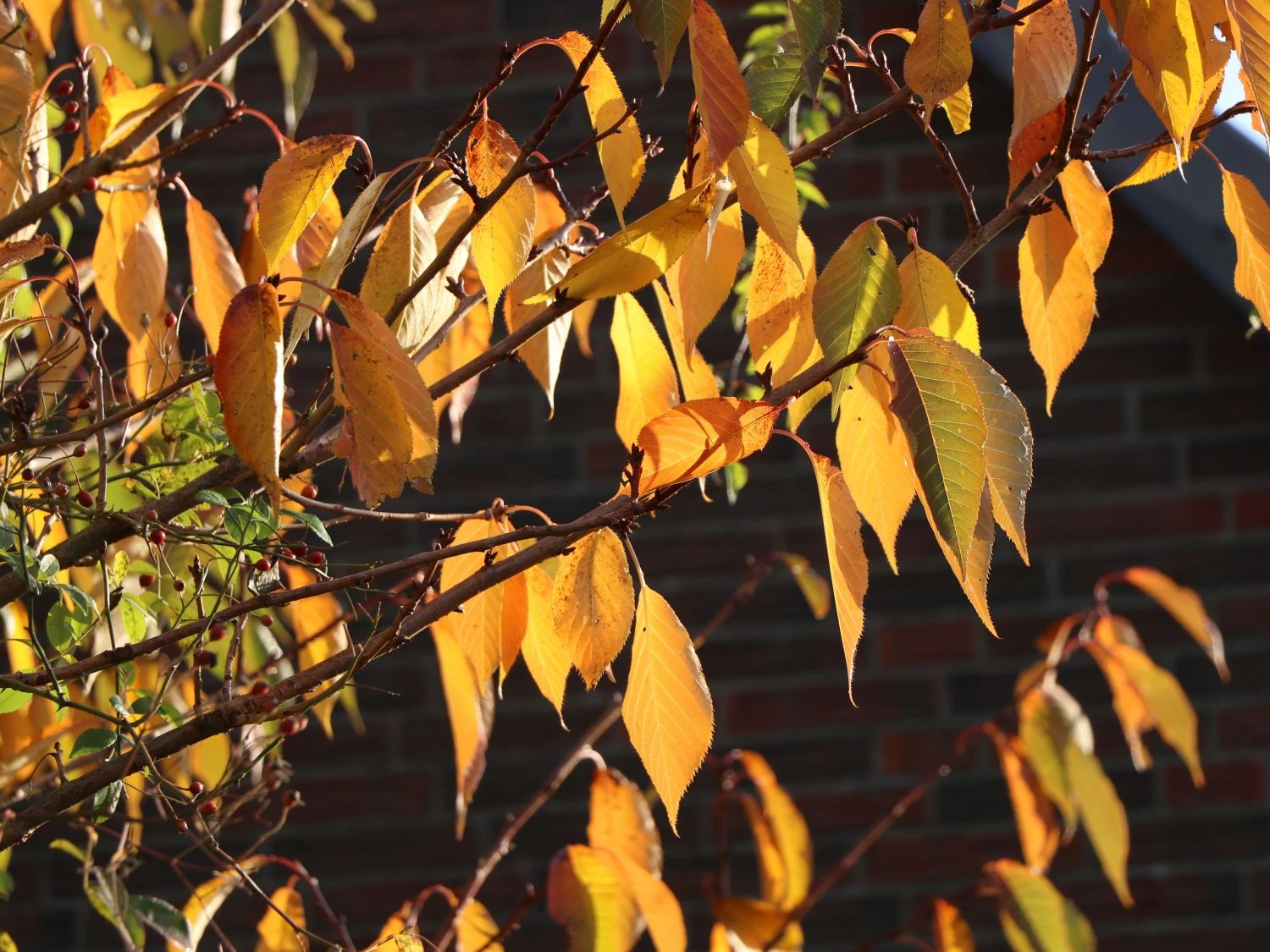 Süßkirsche 'Hedelfinger Riesenkirsche' 7 Süßkirsche 'Hedelfinger Riesenkirsche' – Bild 5