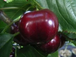 Süßkirsche 'Kassins Frühe Herzkirsche'