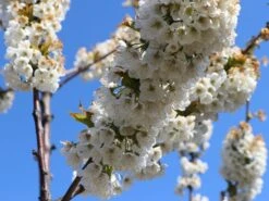 Süßkirsche 'Lapins' -Günstiges Erd Seele Geschäft suesskirsche lapins selbstfruchtend m005094 w 0