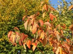 Süßkirsche 'Lapins' -Günstiges Erd Seele Geschäft suesskirsche lapins selbstfruchtend m005094 w 3