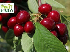 Süßkirsche My Little Fruit Hero ® 'Lapins'