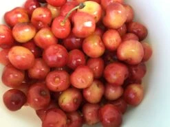 Süßkirsche 'Regina' 11 Süßkirsche 'Regina' -Günstiges Erd Seele Geschäft suesskirsche regina m006656 104383 0