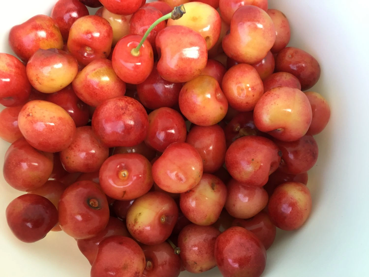 Süßkirsche 'Regina' 7 Süßkirsche 'Regina' – Bild 5