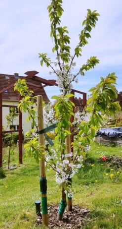 Süßkirsche 'Stella' / Selbstfruchtend -Günstiges Erd Seele Geschäft suesskirsche stella selbstfruchtend m006670 895221 1