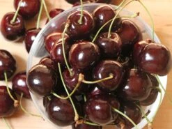 Süßkirsche 'Stella' / Selbstfruchtend