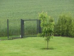 Süßkirsche 'Sunburst' -Günstiges Erd Seele Geschäft suesskirsche sunburst m006674 642735 0