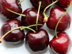 Süßkirsche 'Sunburst' -Günstiges Erd Seele Geschäft suesskirsche sunburst m006674 w 0