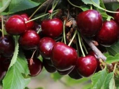 Süßkirsche 'Sunburst' -Günstiges Erd Seele Geschäft suesskirsche sunburst m006674 w 1