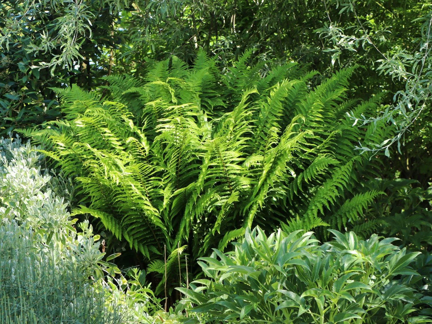 Sumpf-Lappenfarn 3 Sumpf-Lappenfarn