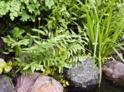 Sumpf-Lappenfarn 7 Sumpf-Lappenfarn -Günstiges Erd Seele Geschäft sumpf lappenfarn m045329 w 0