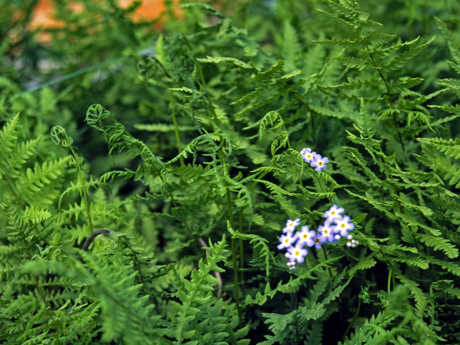 Sumpf-Lappenfarn 5 Sumpf-Lappenfarn – Bild 3