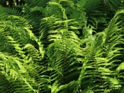 Sumpf-Lappenfarn 9 Sumpf-Lappenfarn -Günstiges Erd Seele Geschäft sumpf lappenfarn m045329 w 2