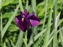 Sumpf-Schwertlilie 'Variegata' -Günstiges Erd Seele Geschäft sumpf schwertlilie variegata m059252 w 0