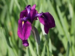 Sumpf-Schwertlilie 'Variegata' -Günstiges Erd Seele Geschäft sumpf schwertlilie variegata m059252 w 1