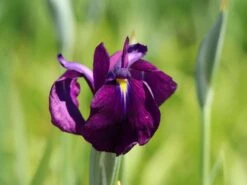 Sumpf-Schwertlilie 'Variegata' -Günstiges Erd Seele Geschäft sumpf schwertlilie variegata m059252 w 2