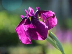 Sumpf-Schwertlilie 'Variegata' -Günstiges Erd Seele Geschäft sumpf schwertlilie variegata m059252 w 3